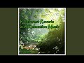 Rainforest Reverie with Relaxation Music