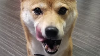 真夜中のきまぐれ すまたろ　YouTubelive　アーカイブ