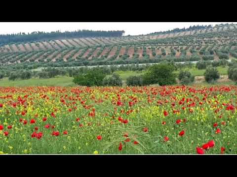 الفنان اغاني صلاح بريم عفرين..salah breim🕊️🌹