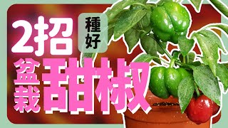 公司賺不賺，看人留不留！2招種好甜椒盆栽 | How to grow Sweet  Pepper |《葛斯怎麼種》43