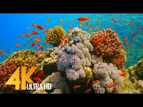 Under Red Sea 4K - Incredible Underwater World - Relaxation Video with Original Sound (NO LOOP) - #1