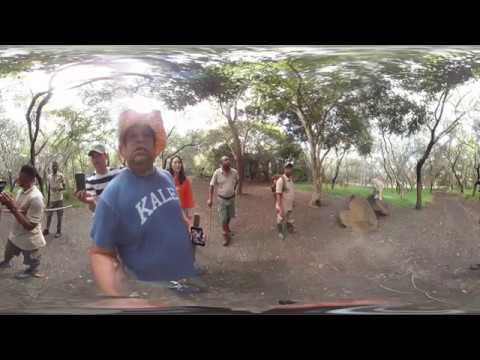 download lagu mp3 mp4 English Oak Tree South Africa, download lagu English Oak Tree South Africa gratis, unduh video klip English Oak Tree South Africa