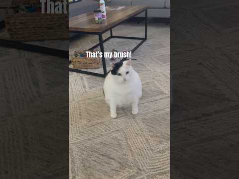 Toby and Jasmine Share #grooming