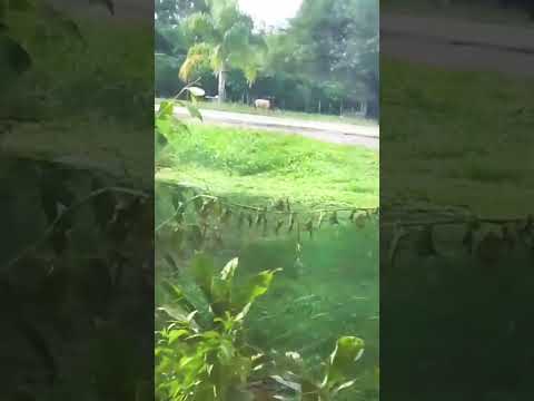 UNA CIUDAD QUE TE ESPERA PARA VIVIR CON TU FAMILIA LAGUNA BLANCA FORMOSA HERMOSA PAZ PROSPERIDAD FE