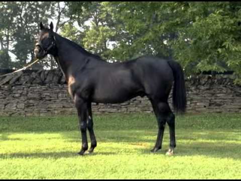 Devil His Due - Conformation