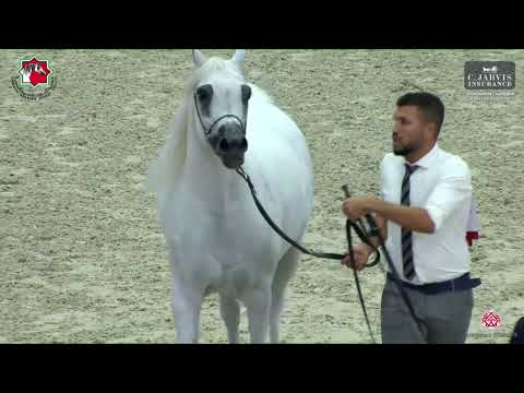 N 276 D AASEF   Sharjah International Arabian Horse Festival 2023   Stallions 7 to 9 Yrs  Old Class