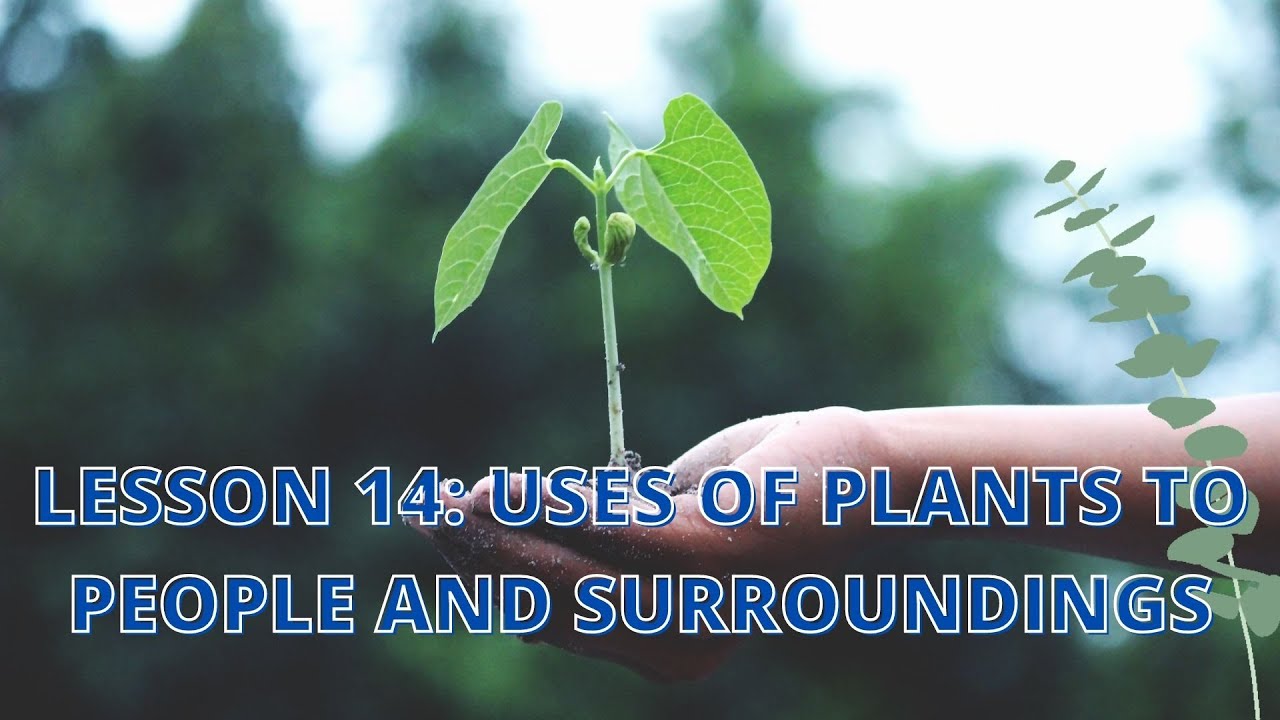 Uses of Plants to People and Surroundings