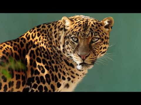 Skyvol - Jaguar Silence (Anton Trian Remix)