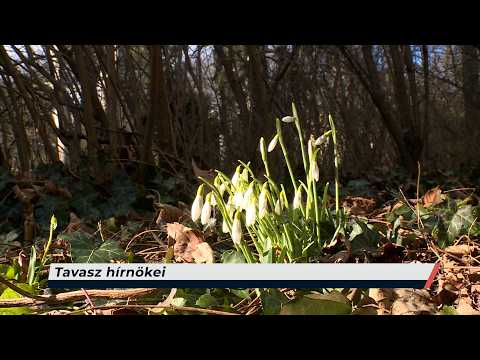 Híradó – 2026.02.18. - Szerda