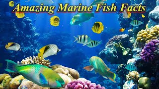 Some Amazing Facts About Marine Fishes / Fish Aquarium Tamil