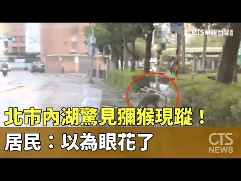 北市內湖驚見獼猴現蹤！　居民：以為眼花了