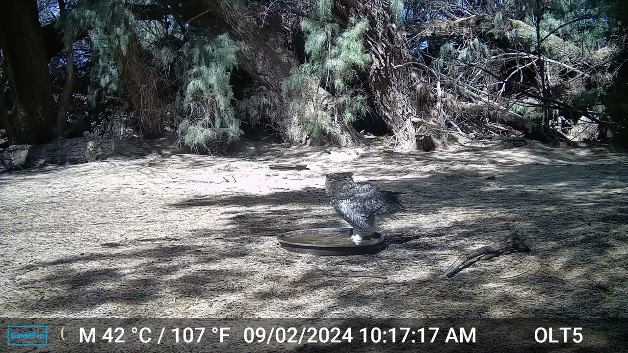 S2E16: A Red-tailed Hawk And Great Horned Owl Meet At The Water Station