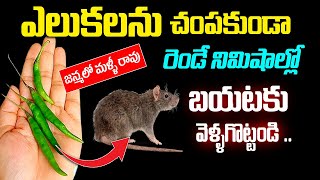 రెండే నిమిషాల్లో ఇంట్లోని ఎలుకలన్నీ బయటకు పరుగుతీస్తాయి || How to get rid of Rats in House Fast