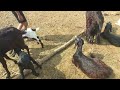 Goats Baby S Drinking Milk