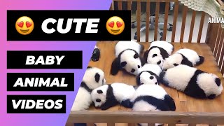 Baby Animals 🔴 Funny and Cute Baby Animals Videos Compilation (2018) Animales Bebes Videos