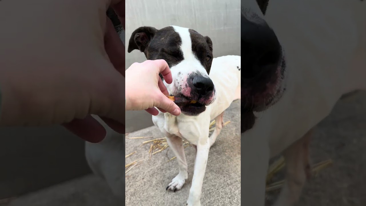 Enlarge Danya, a ADOPTABLE Pit Bull Terrier in Chicago, IL video 5/5