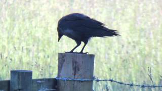 preview picture of video 'Young Carrion Crow at Standalone Farm, Letchworth - June 2014'