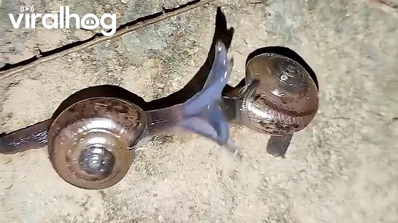 Snails Spotted Engaging in Unusual Behavior || ViralHog