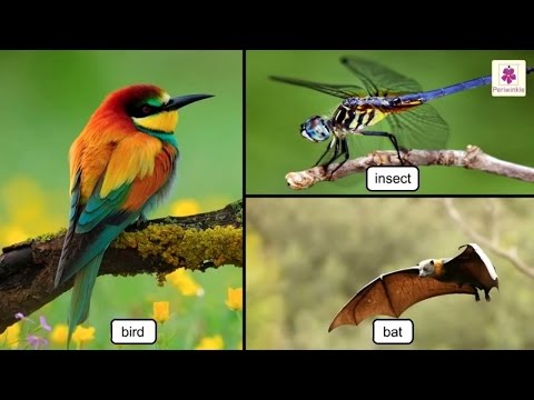 All About Birds | Science Grade 3 | Periwinkle