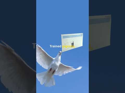 Pigeons  Ancient Era's Secret Messenger  #Pigeons #Ancient #FunFacts #HistoryBytes #PigeonMessengers