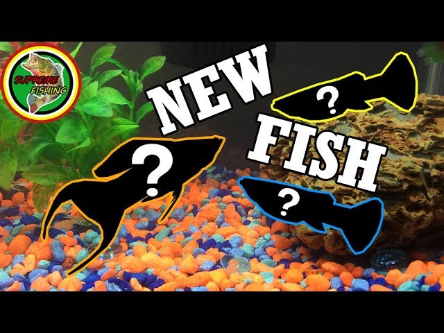 Adding 3 NEW Fish To My 10 Gallon Aquarium! (Building My Tropical Fish Community!)