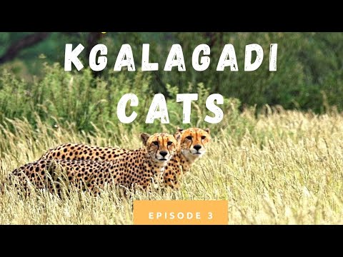 Lion, hyena, cheetah | Kgalagadi Cats | Episode 3