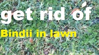 Bindii Weeds In Lawn [Soliva sessilis] [How To Get Rid Of Oxalis] [How To Get Rid Of Wintergrass]