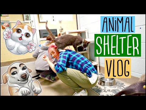 SPCA ANIMAL PET ADOPTION SHELTER VLOG | I want to adopt all the Pets!😭🐾