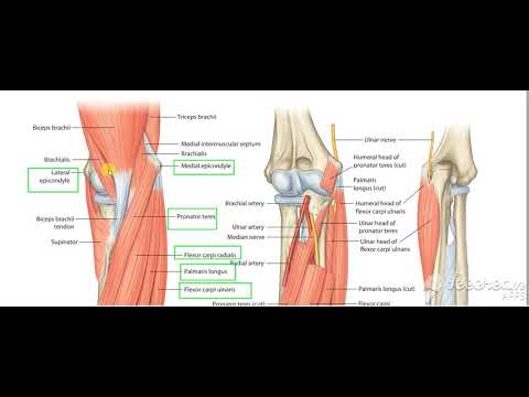 Flexor carpi ulnaris