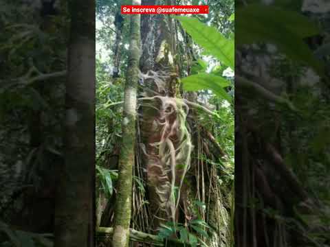 Saudação aos caboclos OKÊARO OXOSSI  Letra:@layennemarques #umbanda #okearo #oxóssi #pontos