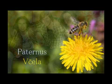 Paternus - Včela