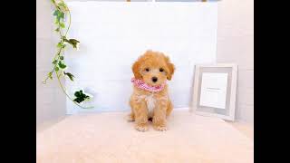 ハーフ犬の動画01