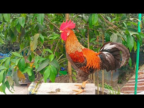 BEST ROOSTER CROWING COMPILATION 2024