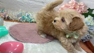 ハーフ犬の動画01