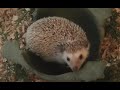 Before You Buy A Hedgehog Watch This! 