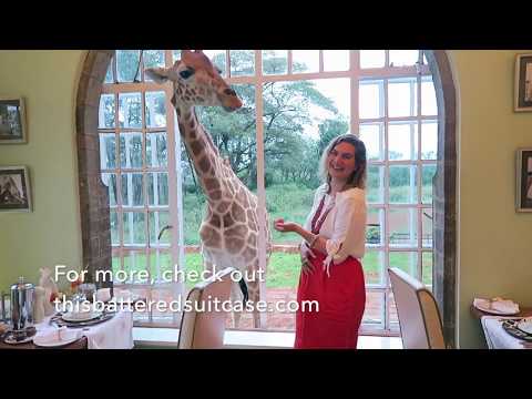 download lagu mp3 mp4 Giraffe Manor Afternoon Tea, download lagu Giraffe Manor Afternoon Tea gratis, unduh video klip Giraffe Manor Afternoon Tea