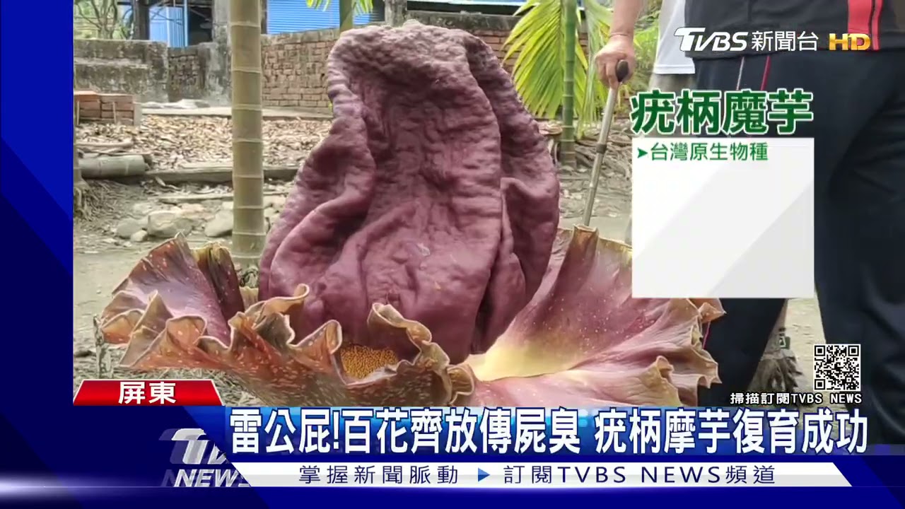 雷公屁!百花齊放竟傳陣陣屍臭 百株疣柄魔芋復育成功