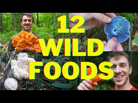 12 Wild Foods You'll Want to Forage This Fall! Lion's Mane, Chicken of the Woods Mushroom