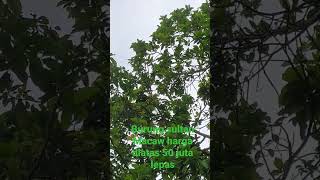 Download lagu Burung sultan macaw lepas hinggap di pohon alpokat samping rumah mp3