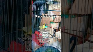 Download lagu Tips burung sogon biar ngeleper #shorts #sogon #kicaumania #sogonmjl #sogokontonggacorngleper #fyp mp3 Download lagu Tips burung sogon biar ngeleper #shorts #sogon #kicaumania #sogonmjl #sogokontonggacorngleper #fyp mp3