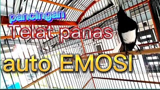Download lagu kacer telat panas auto emosi denger suara ini 🦸🦸🦸#kacerkurangemosi mp3