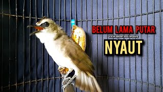 Download lagu trucukan gacor TARUNG ROPEL PANJANG pancingan trucukan agar bunyi jadikan burung trucuk gacor EMOSI mp3