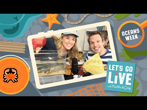 How to make your own Rockpool | Oceans Week | #29 LET'S GO LIVE with Maddie & Greg