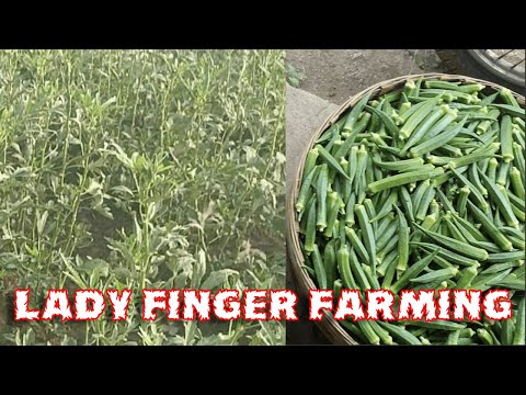 Lady finger farming | agriculture lady finger | organic lady finger | organic vegetable | okra farm