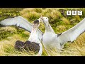 The Albatrosses In A Same Sex Partnership Frozen Planet II BBC