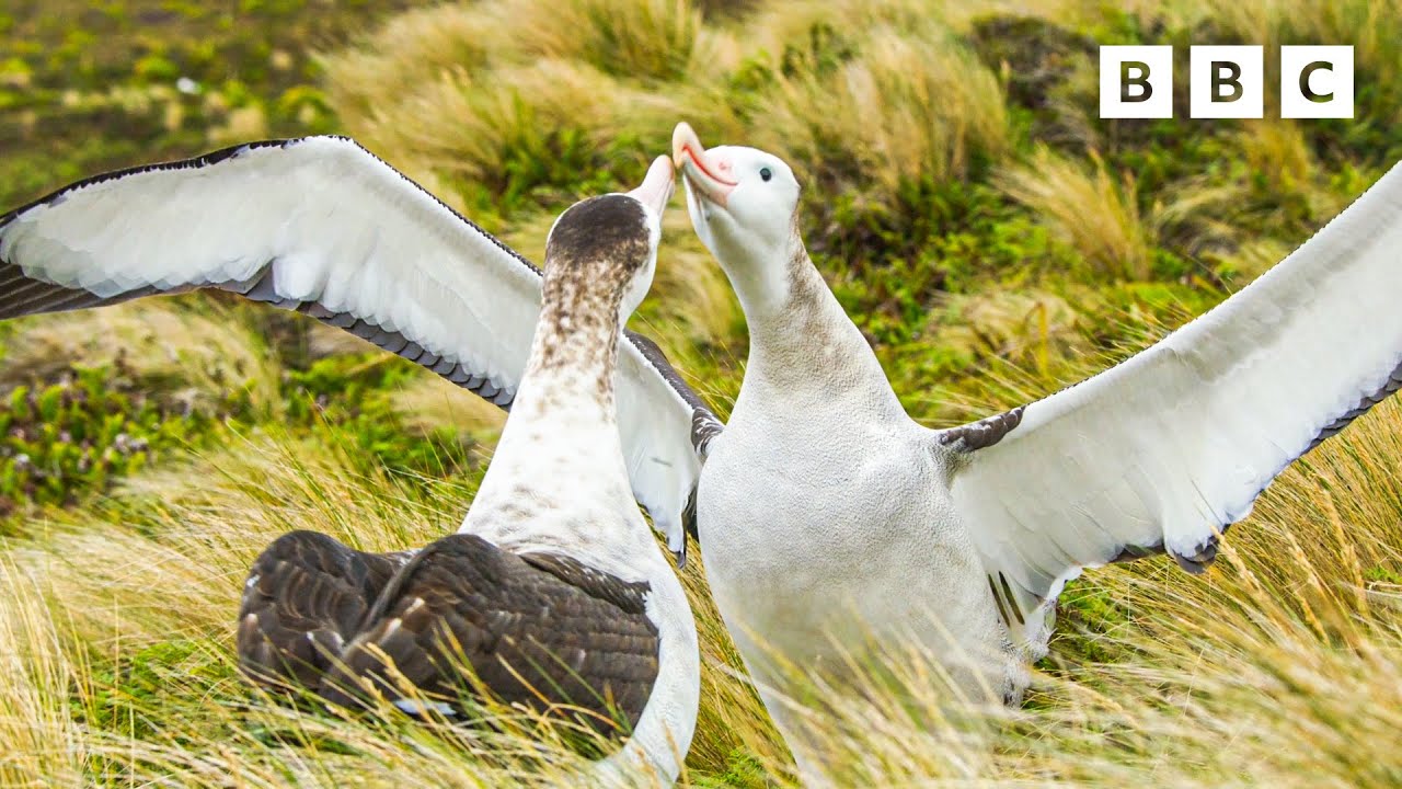 "Nichts Menschliches ist ihnen fremd" - Aus männlichen Albatrossen wurde eine Familie (Video)