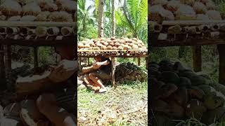 Download lagu Cara Asap Kelapa Supaya Cepat Kering. #petani #kelapa #kopra #shorts #fyp #kebun #coconut #farming mp3