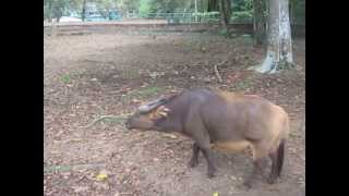 13-10-05  Forest Buffalo 2