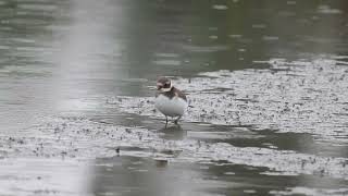 北環頸鴴(環頸鴴)在泥灘地覓食