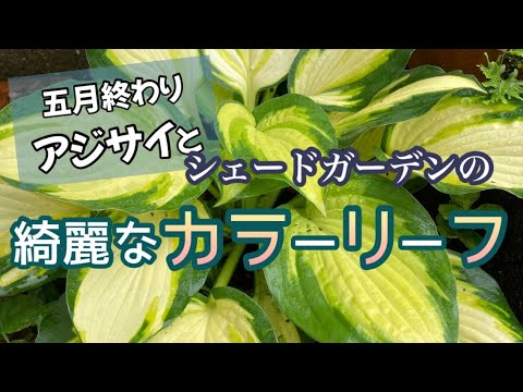光を必要としない植物
